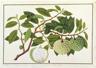 Bua Nora, from Drawings of Plants from Malacca, c.1805-18 by Chinese School